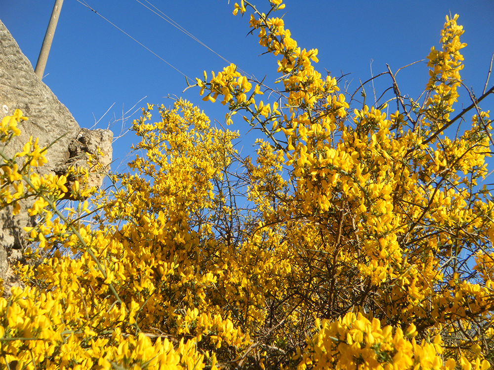 Ulex parviflorus (tojo)